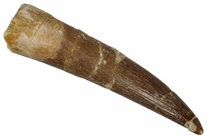 Fossil Plesiosaur (Zarafasaura) Tooth - Morocco #354704